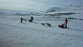 Dog sledding (21)